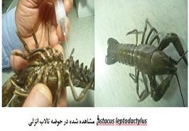 مشاهده دوباره شاه میگوی آب شیرین در تالاب انزلی