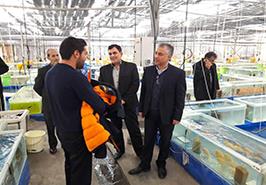 بازدید از فعالیت های تکثیر و پرورش ماهیان زینتی و زالوی طبی