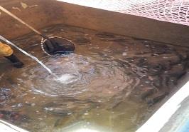 انتقال ماهی آزاد دریای خزر به، قفس شرکت مکین دریا کاسپین منطقه آزاد بندر انزلی