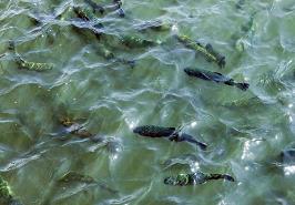 انتقال ۲ دانش فنی آبزیان به بخش خصوصی