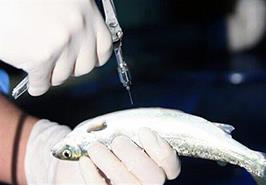 کیت تشخیص بیماری سپتی سمی خونریزی دهنده ویروسی آبزیان در پژوهشکده آبزی‌پروری آبهای داخلی کشور_ گیلان تولید شد.