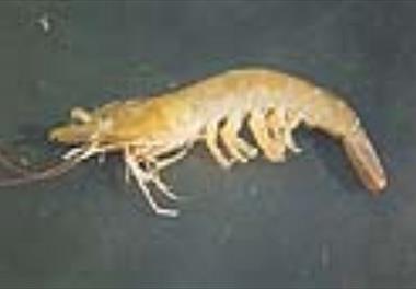 برگزاری جلسه دفاعیه پروژه بررسی جمعیت شناسی میگوی سفید  سرتیز در سواحل شمالی خلیج فارس 