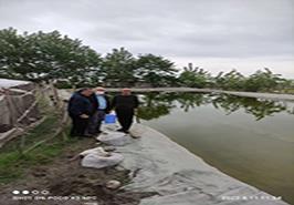 بازدید از روند اجرای تکثیر نیمه طبیعی ماهی سفید در استخرهای ساحلی شهرستان تالش