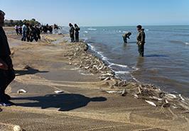 دستورالعمل مدیریت صید ماهیان استخوانی در سال بهره‌برداری 1403 ـ 1402