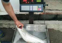 آغاز صید ماهی قزل آلای رنگین کمان