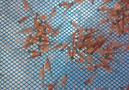 حضور یاوران تولید مركز تحقیقات ماهیان سردآبی کشور- تنکابن در مزارع سردآبی بخش مرکزی شهرستان تنکابن