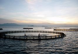 استفاده از گونه های بومی برای پرورش ماهی در قفس