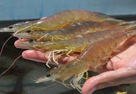 تقدیر از اپلیکیشن مدیریت پرورش میگو