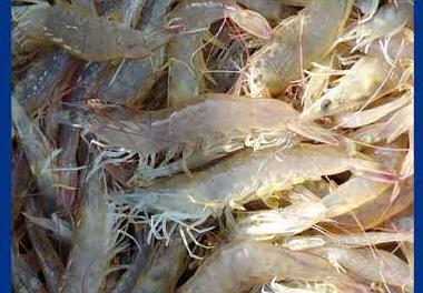 انتشار نخستین شماره فصلنامه میگو و سخت پوستان مربوط به بهار 1395