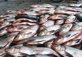 برگزاری برنامه ارتقاء بهره‌وری در حوزه شیلات