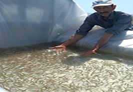 رهاسازی بچه ماهیان سفید