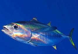 یادداشت علمی به مناسبت روز جهانی تون ماهیان