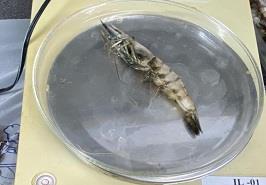 آزادسازی صید میگو در آب های ساحلی خوزستان