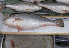 آزادسازی صید ماهی شوریده در آبهای ساحلی خوزستان و بوشهر