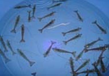 برگزاری نشست یک روزه بررسی اثرات بازسازی ذخایر آبزیان دریایی (میگو و ماهیان دریایی) 