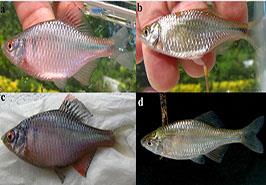 گونه جدید ماهی مخرج لوله ای