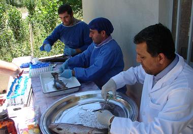 نمونه برداری قزل آلای رنگین کمان عاری از بیماریهای خاص در مزارع منتخب استان آذربایجان غربی