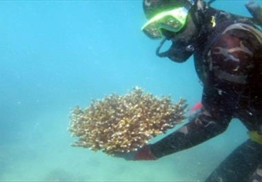 مرجانهای دریایی Corals 