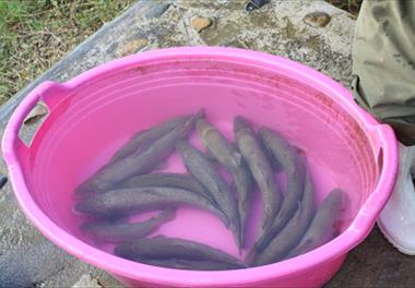 تکثیر ماهیان آزاد دریای خزر 