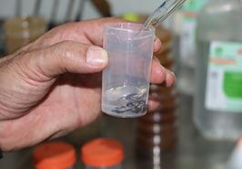 در راستای پیشبرد سیاست های شورای راهبردی سازمان شیلات ایران در جهت احیای ذخایر ذی قیمت دریایی