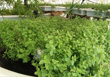 تصویب طرح کلان بررسی مولفه های تولید ماهی تیلاپیا در سیستم آکواپونیک 