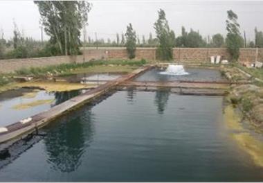 پژوهشی پیرامون اثرات سیر در سیستم ایمنی ماهی قزل آلا