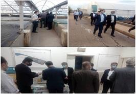 بازدید از ایستگاه تحقیقاتی میگوی عاری از بیماری خلیج فارس_ بوشهر