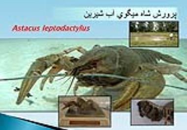 امضای موافقت نامه اجرای پروژه بهینه سازی تکثیر و پرورش شاه میگوی آب شیرین