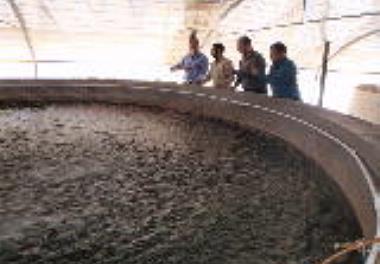 بازدید کارشناسان مرکز همکاریهای فناوری و نوآوری ریاست جمهوری از مرکز تحقیقات ملی آبزیان آبهای شور