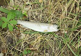 همکاری اجرایی و نظارت مرکز تحقیقات ماهیان سردآبی کشور_ تنکابن بر رهاسازی بچه‌ماهیان آزاد دریای خزر