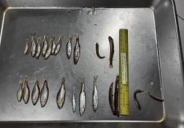 بازدید محققین پژوهشکده آبزی پروری آبهای داخلی از نهر کاسه بیل در منطقه قرق تالش استان گیلان