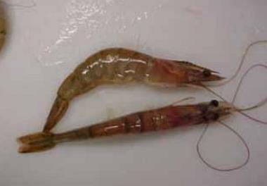 طرح پیشگیری و کنترل عارضه سرقرمزی در  میگوی های پرورشی