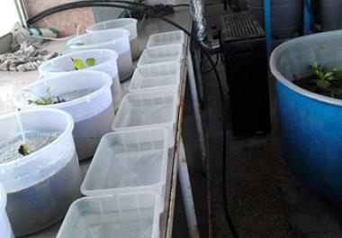 انجام آزمایشات تاثیر سموم