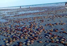 شکوفایی عروس دریایی در دریای عمان