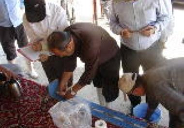 انتقال بچه ماهی سوف 