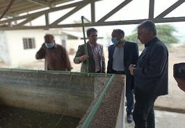 اعلام آغاز قرنطینه و ذخیره‌سازی پروژه پایلوت پرورش میگوی کروما