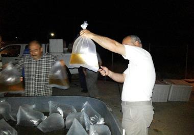 ذخیره سازی میگوی وانامی در استخر های پژوهشکده اکولوژی دریای خزر