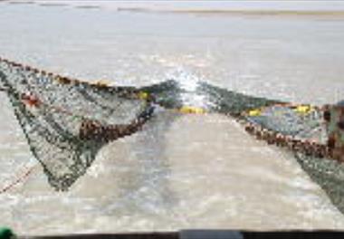 ممنوعیت صید میگوی سفید