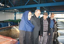 بازدید قائم مقام مؤسسه تحقیقات علوم شیلاتی کشور از مرکز تحقیقات ماهیان سردآبی کشور_ تنکابن