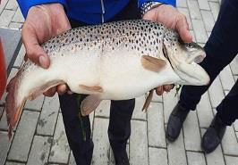 رونمایی از دستاورد علمی_ترویجی پرورش و مولدسازی ماهی آزاد دریای کاسپین در قفس