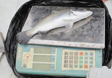 بازدید رئیس کارگروه زیست فناوری محیط زیست معاونت علمی و فناوری رئیس جمهور از طرح پایلوت پرورش ماهی باس دریایی در آب های نامتعارف