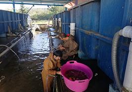 پشتیبانی و همکاری مرکز تحقیقات ماهیان سردآبی کشور در بازسازی ذخایر سال 1399 ماهی آزاد دریای خزر مرکز شهید دکتر باهنر کلاردشت