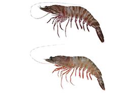 آزادسازی صید میگوی ببری در آبهای صیدگاه بحرکان