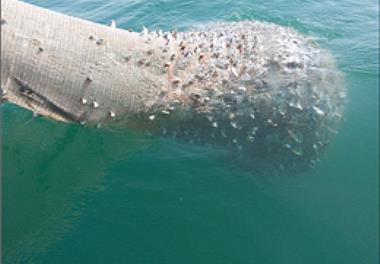 بیشترین ذخایر میگو در اعماق 20تا30 متری دریا قرار دارند.