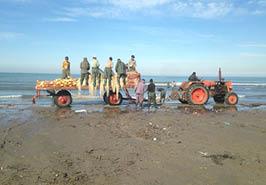 جمع بندی و برآورد صید ماهیان استخوانی استان مازندران درسال 1402