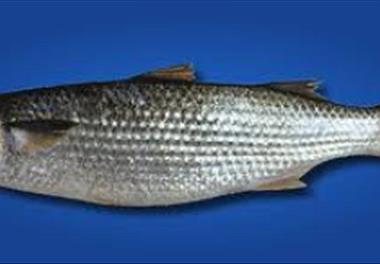 پرورش ماهی کفال خاکستری در استخر های پرورش میگوی گواتر