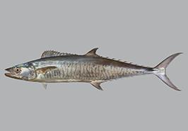 ممنوعیت صید ماهی شیر در آبهای خوزستان