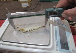 پایش مستمر مزرعه پرورش میگوی وانامی در پساب کشاورزی