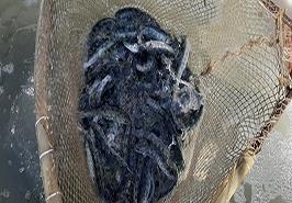 1206 عدد بچه ‌ماهی آزاد دریای خزر، در رودخانه چشمه ‌کیله تنکابن رهاسازی شد