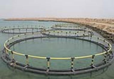 برگزاری جلسه کارگروه تخصصی آبزی پروری در قفس